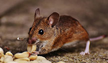 24 Hour & Emergency Exterminators in Longwood, NC
